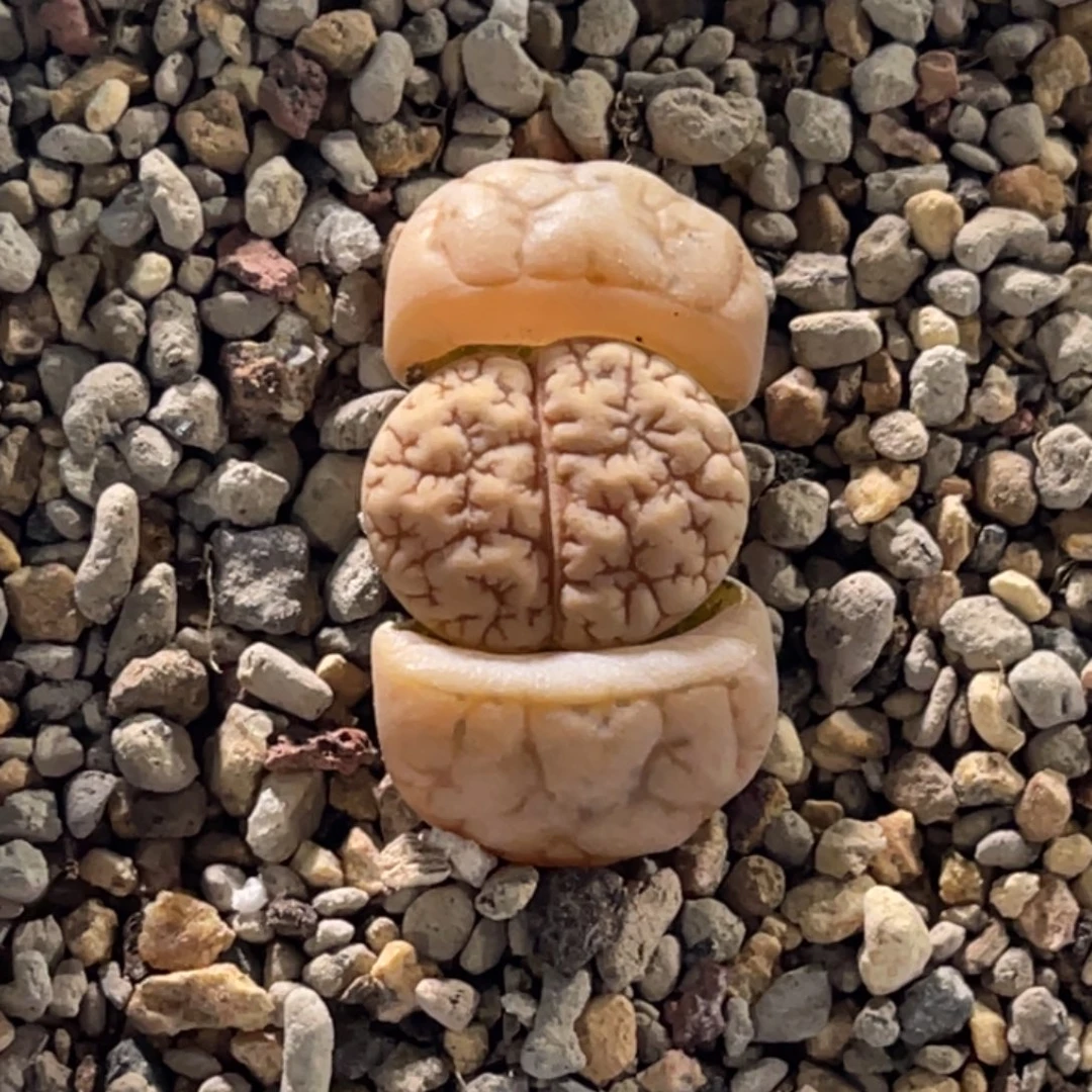 0047球体凹凸189。