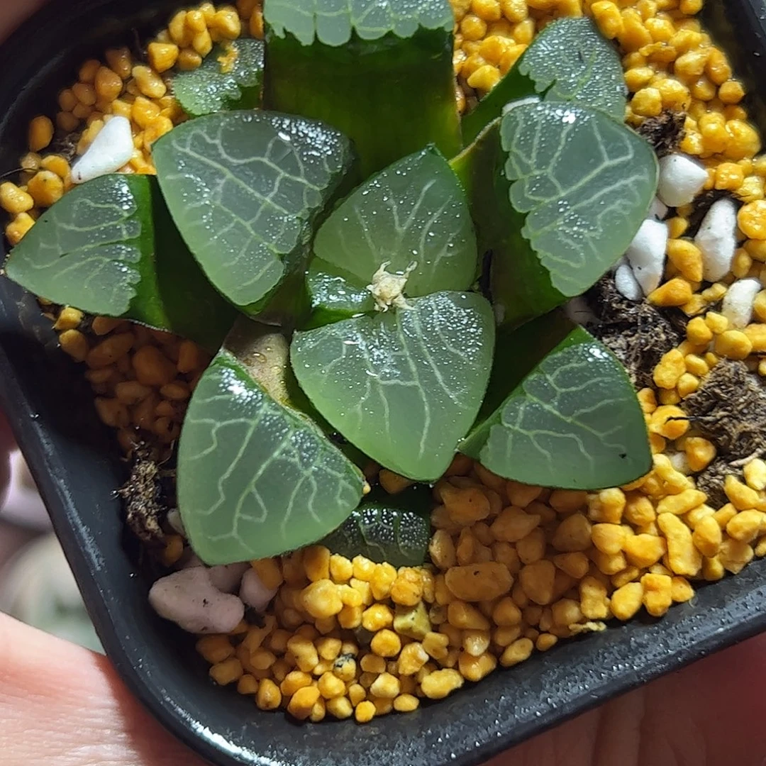 实生jp克十二卷十二卷