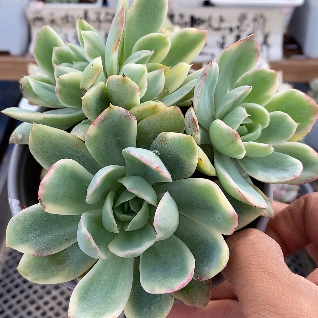 29176 绮罗锦 4 头