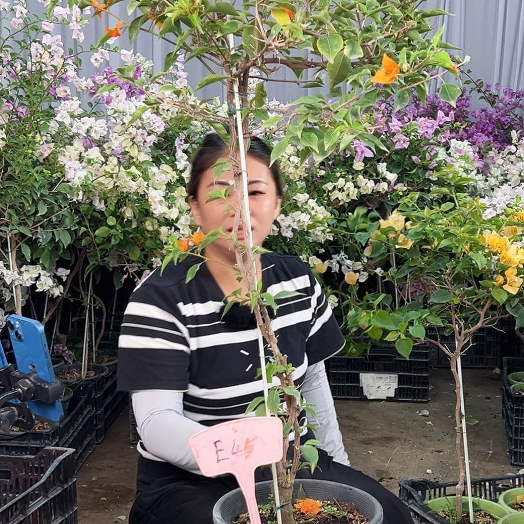 一***休大部分花苞少量开放E45橙桑巴