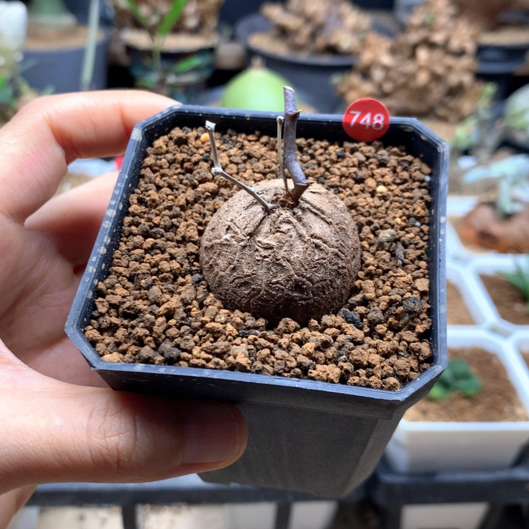 南非龟甲龙带盆多肉748