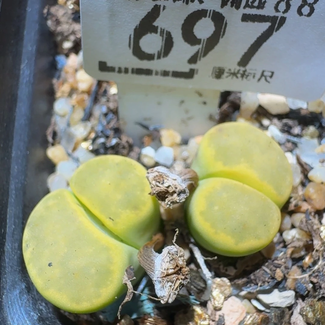 zzzzz生石花肉锥697