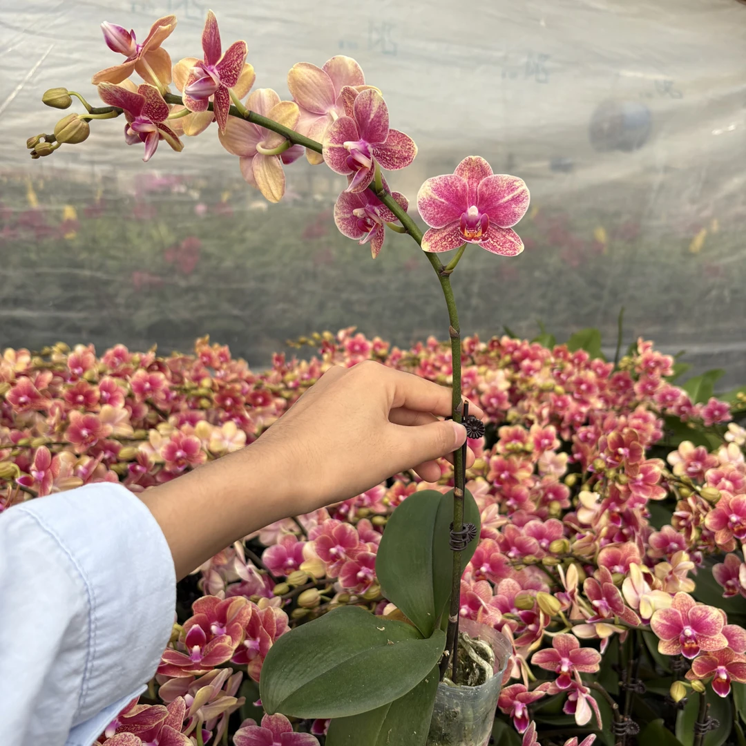 蝴蝶兰【金蝶】室内花卉2.8杯寸带花朵带花苞