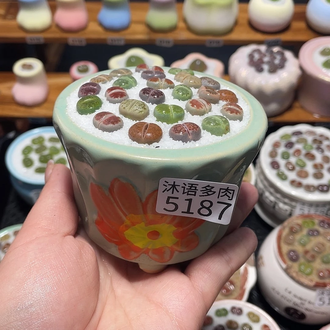 带盆土植物 一物一拍5187