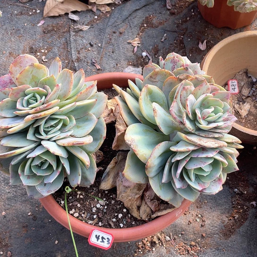 453凤 一物一拍多肉