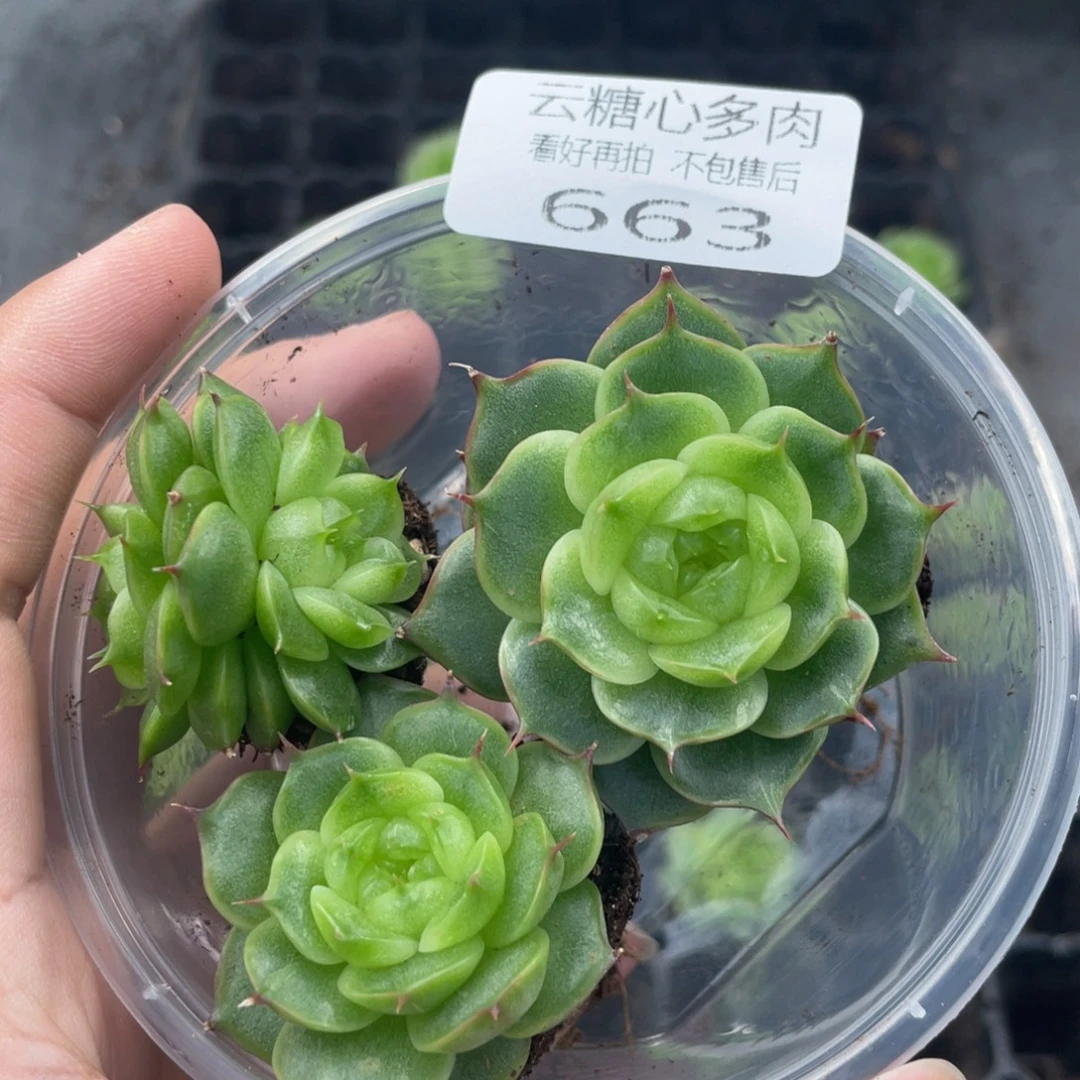 云糖心多肉植物663