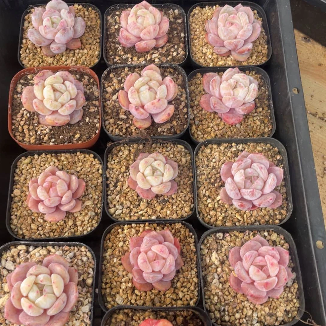 多肉植物十三个开播福利848