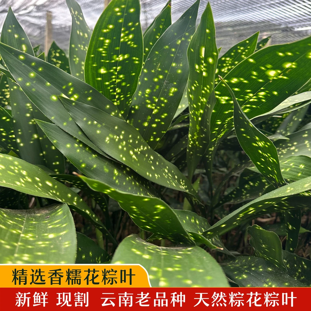 云南老品种香糯花粽叶 小米花 铜钱花 新鲜采摘 端午节包粽子粽叶