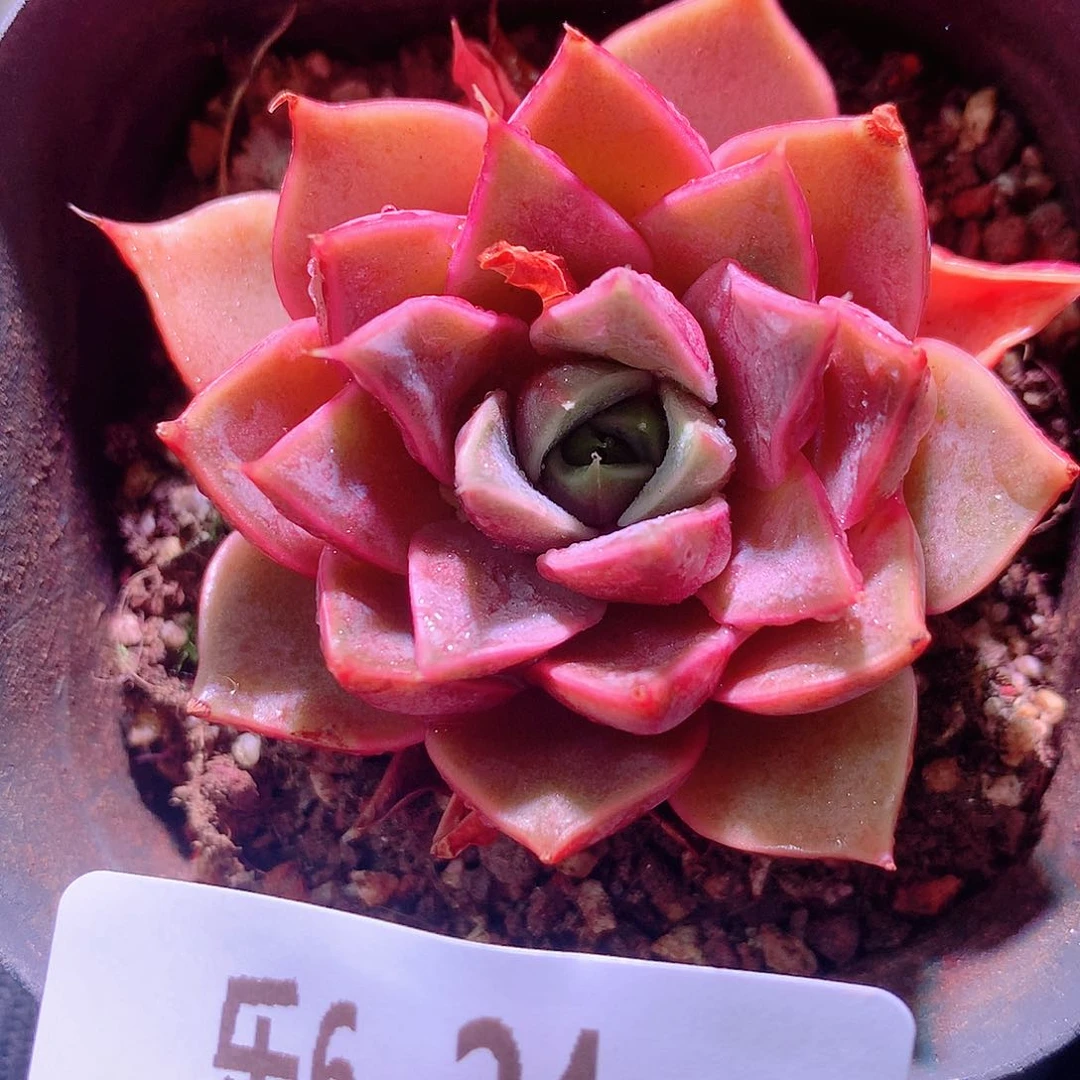 乐然6-24 玫瑰夫人