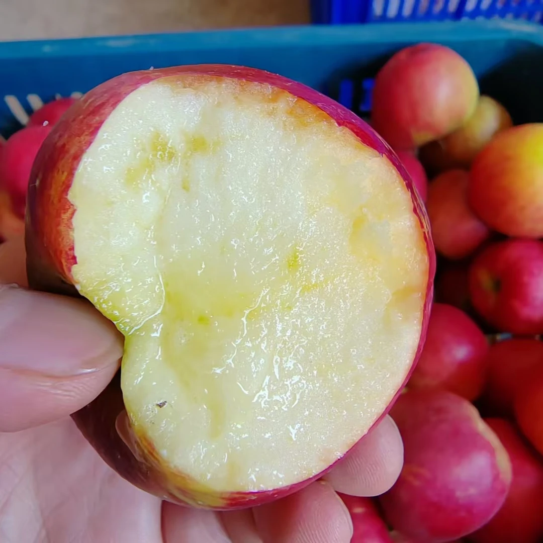 云南昭通红露丑苹果现摘小苹果