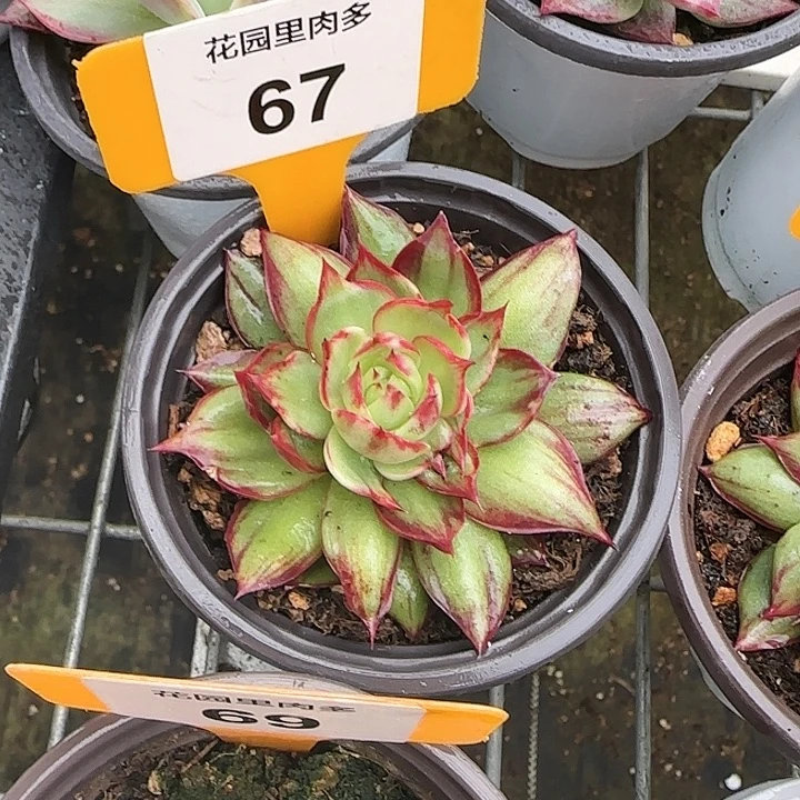 用***667 惊鸿仙子石化多肉植物6-9cm