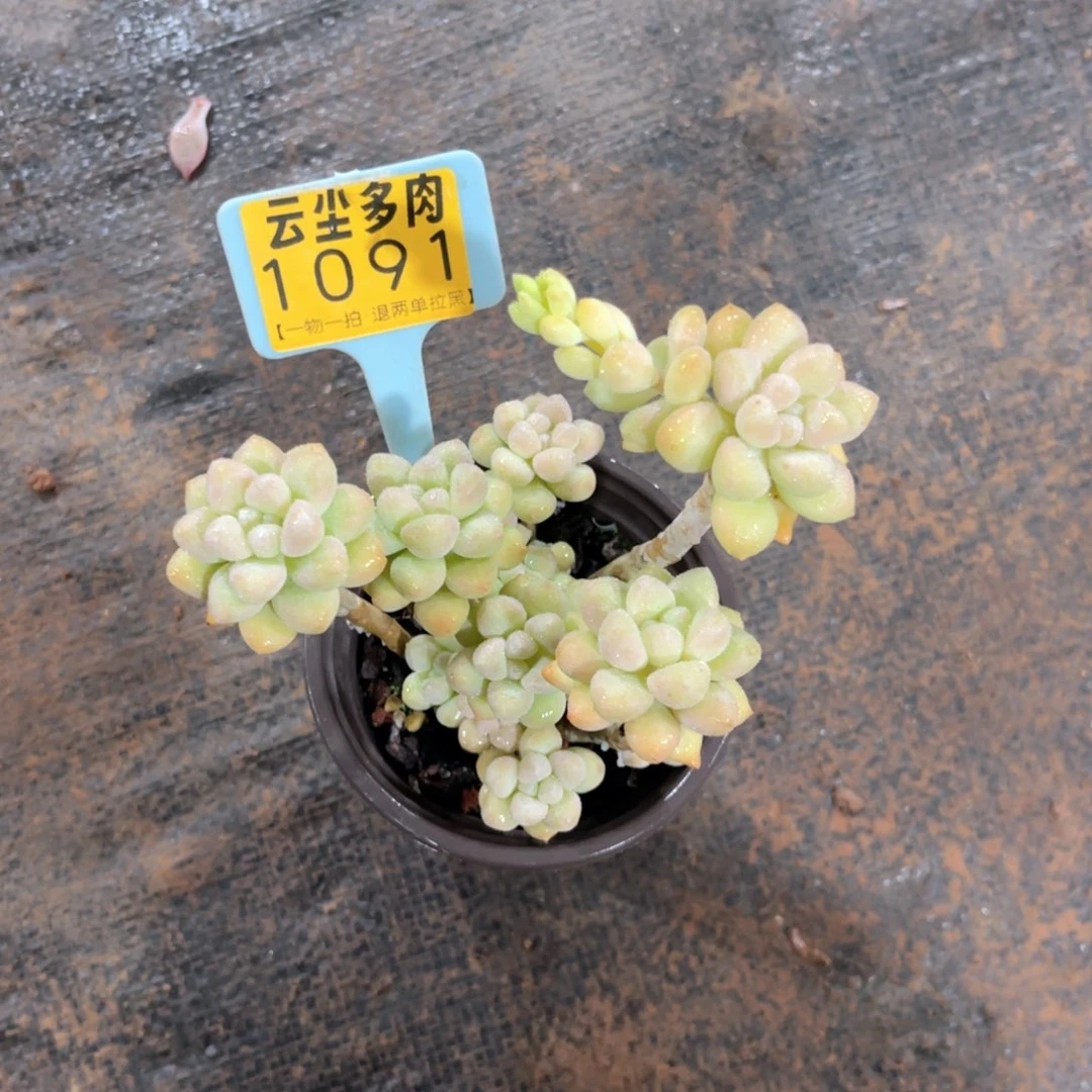 小***k云尘多肉一物一拍1091，