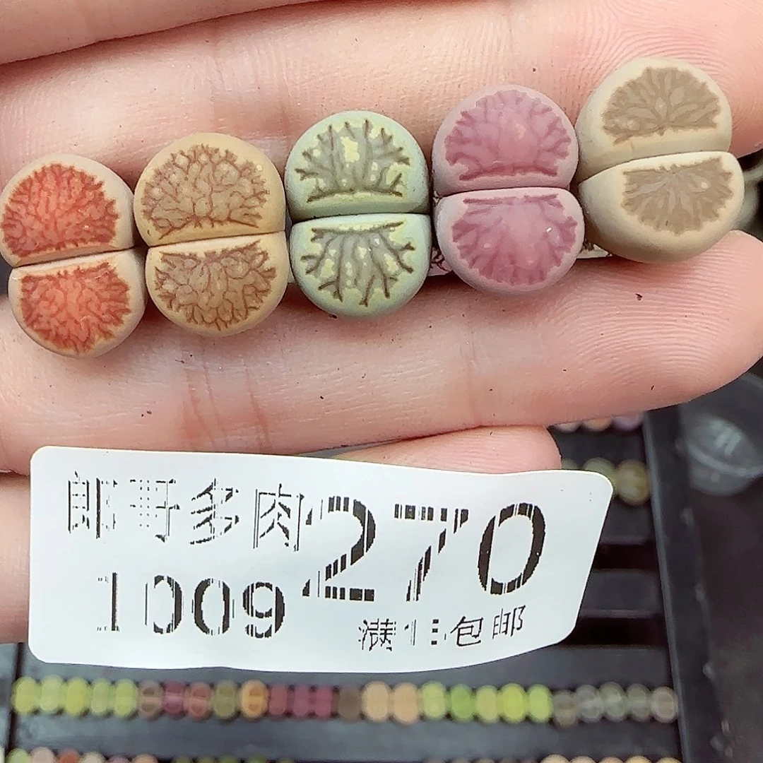 C****满满18包邮1009-270