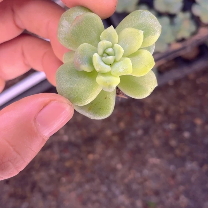 一我一拍满18包邮