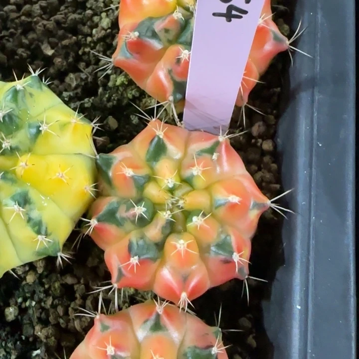 泰国米哈54-0124燃烧的橘子