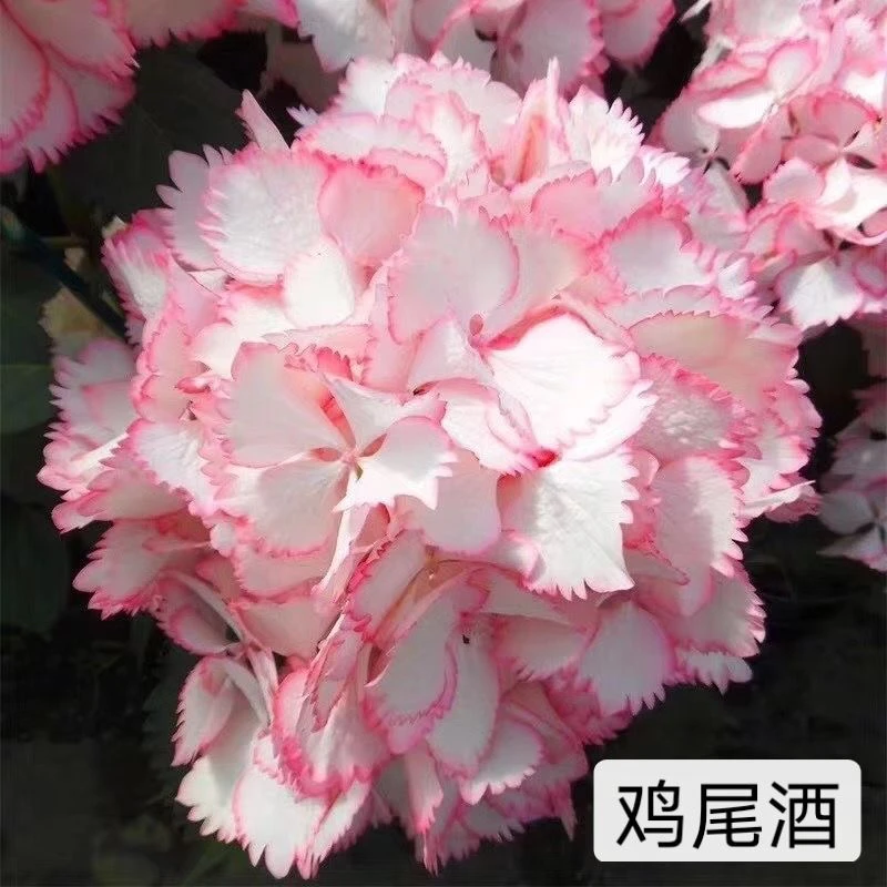 古城花园 鸡尾酒绣球花苗盆栽花卉八仙花耐寒室外阳台庭院