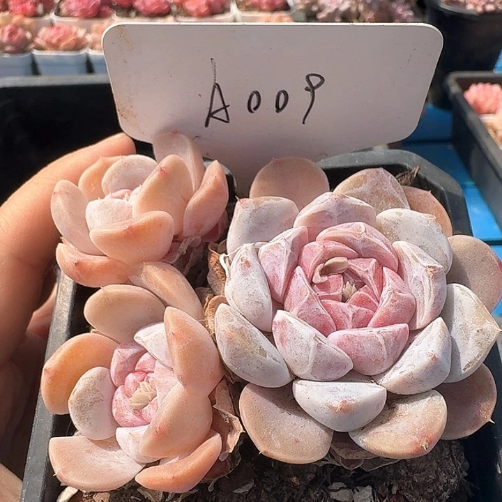 汉堡多肉植物009