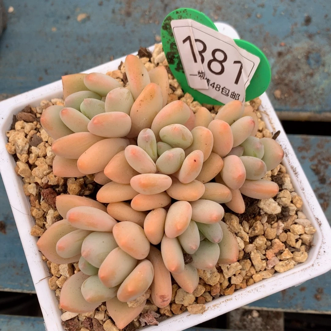 珍舞奶酪无砍平头1381