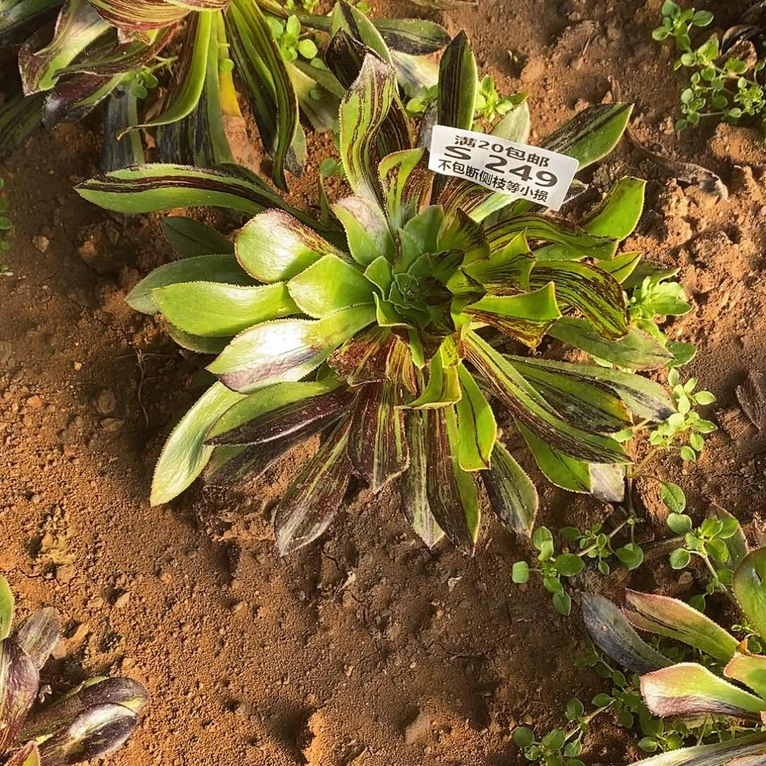 249水墨丹青多肉