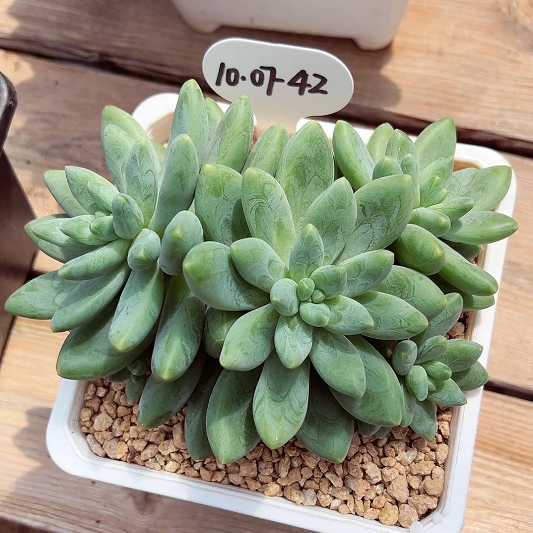 1007-42阿迪斯托群