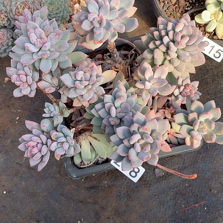 218胭脂 一物一拍多肉