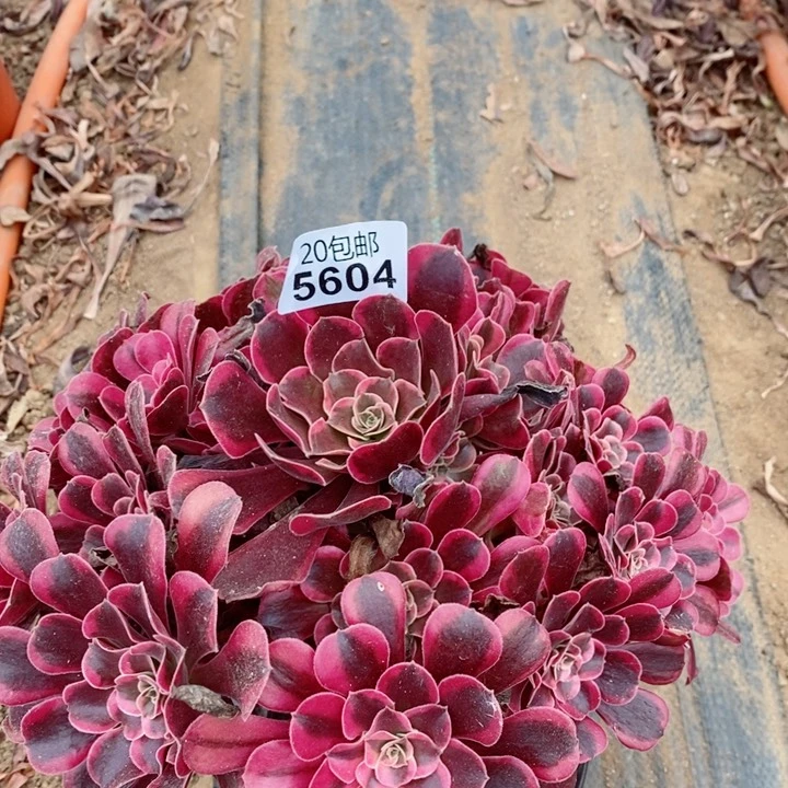 5604凤冠多肉植物提取
