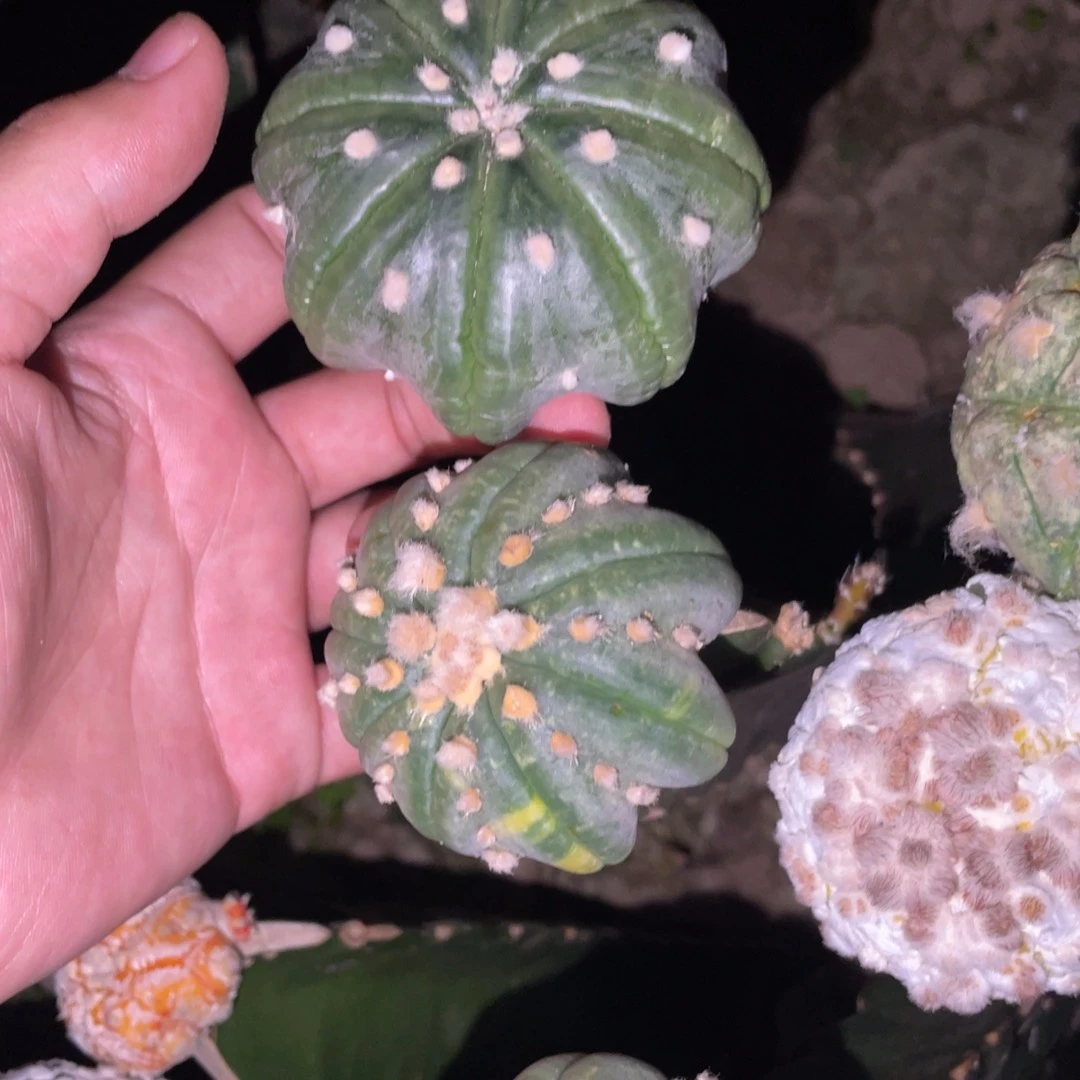 无*海星兜锦 2颗 仙人球开花