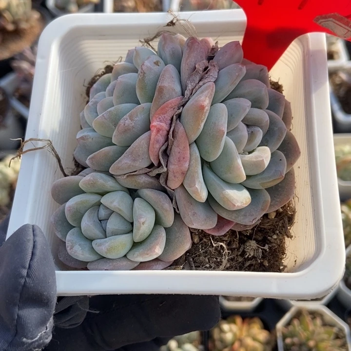 1745冰玉多肉植物