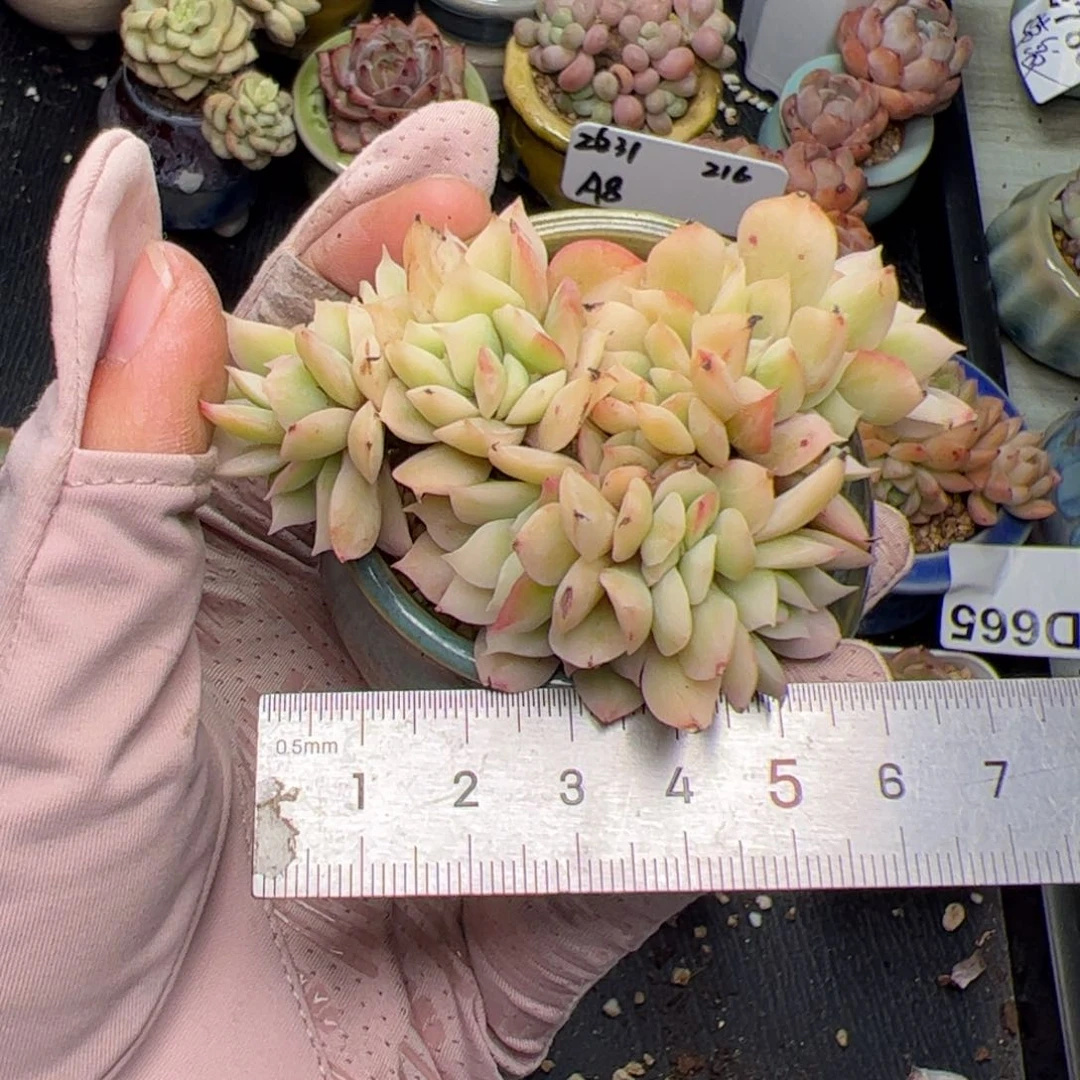 l****猫395 多肉植物组合盆栽
