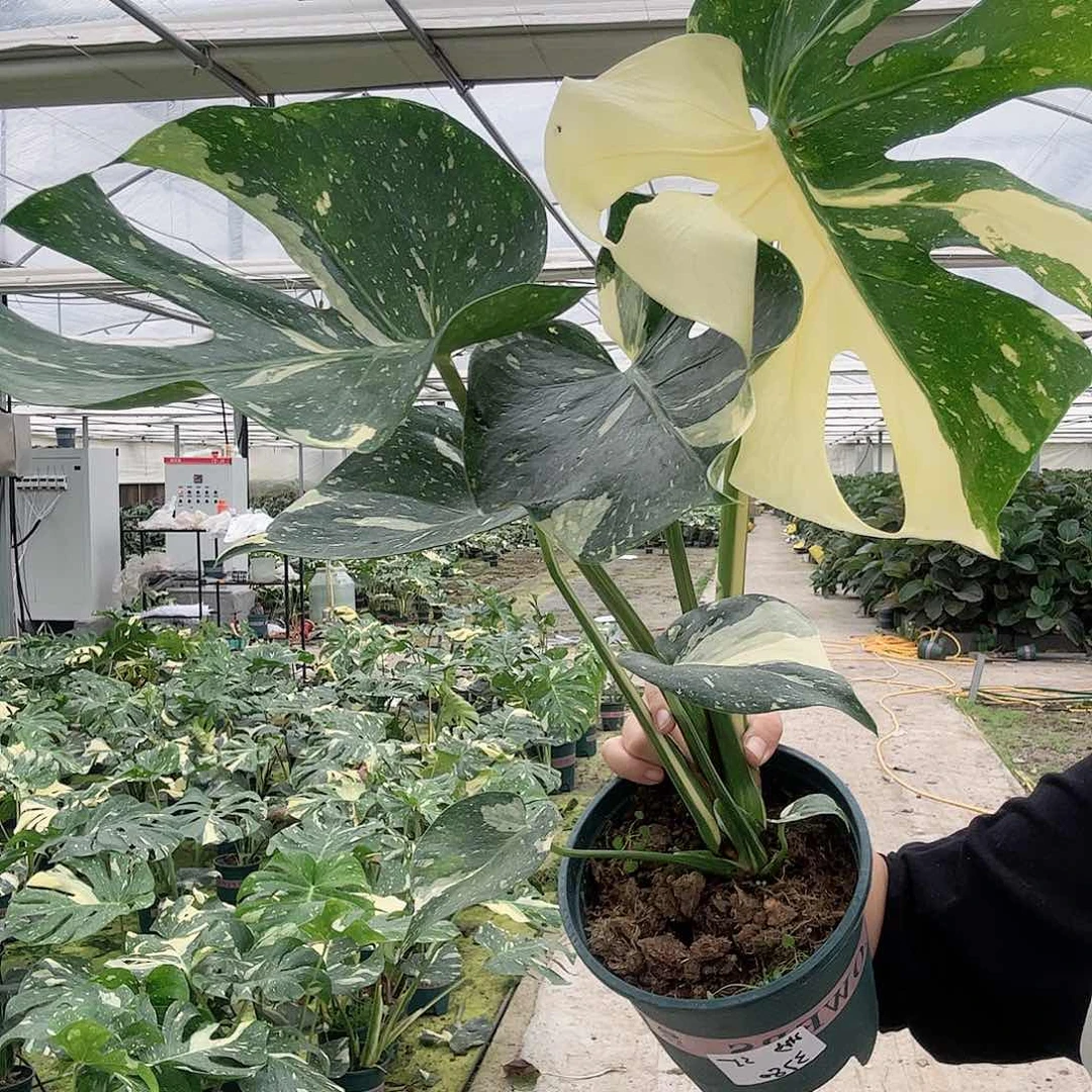 完全开放渺洒金111111