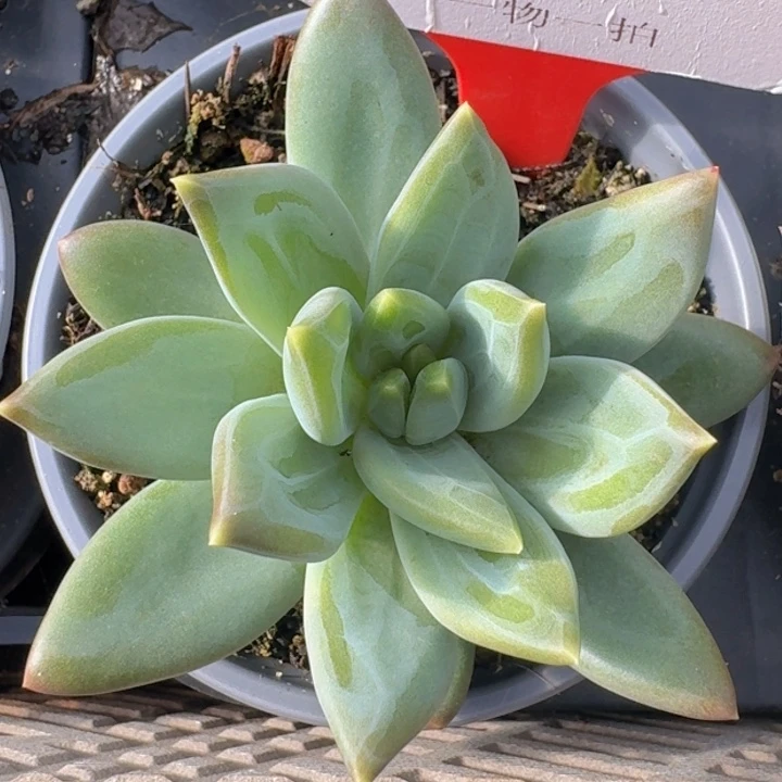 莱万特483多肉植物