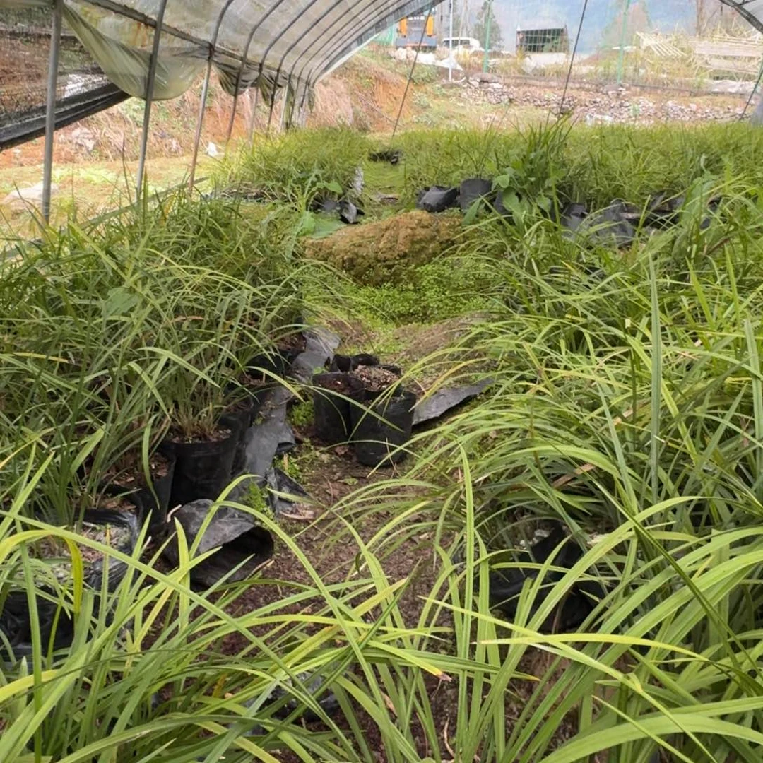 当前无花栽培后可以开花别*我兰花