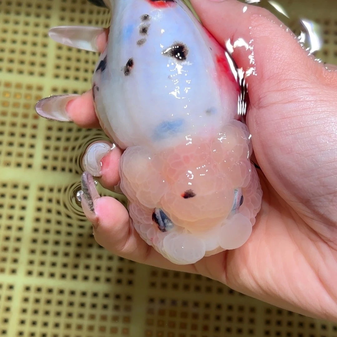 可***3金鱼拍包装包装，不拍包装运费到付