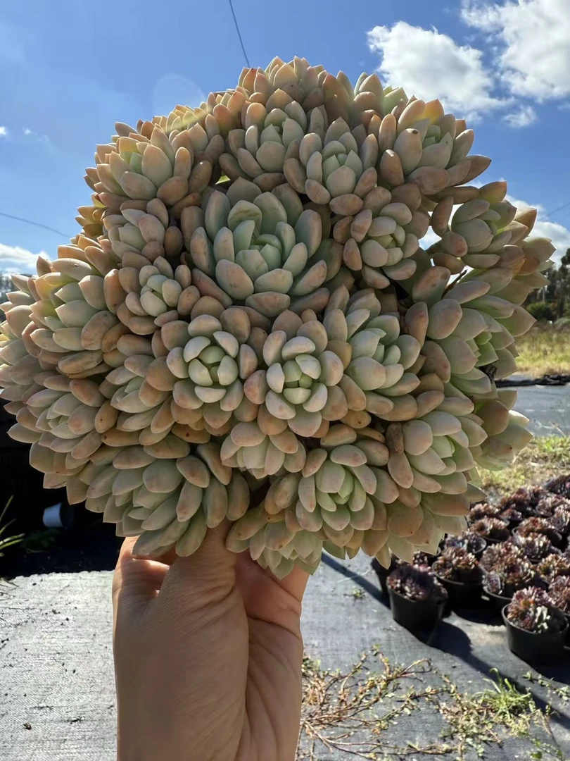 桃酥大群　多肉植物满两单包邮