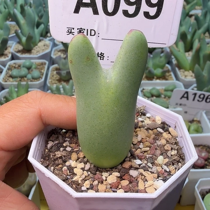 099。满38包邮肉锥