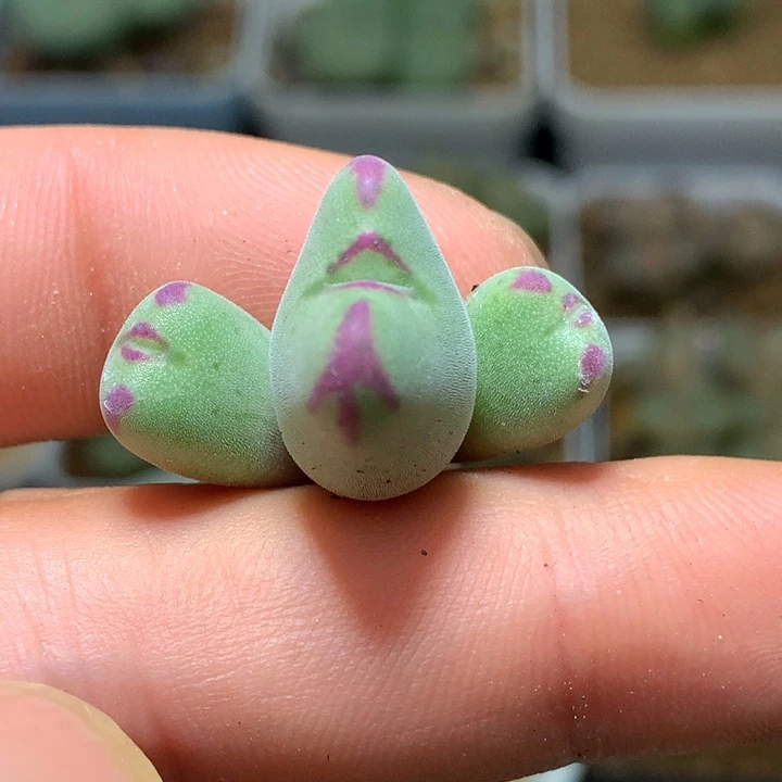 精品多肉植物精品多肉