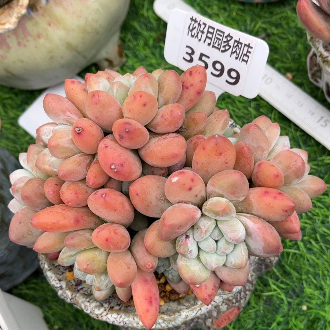 沐***离多肉植物3599.不带盆
