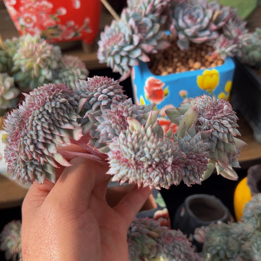 新年快乐新年快乐