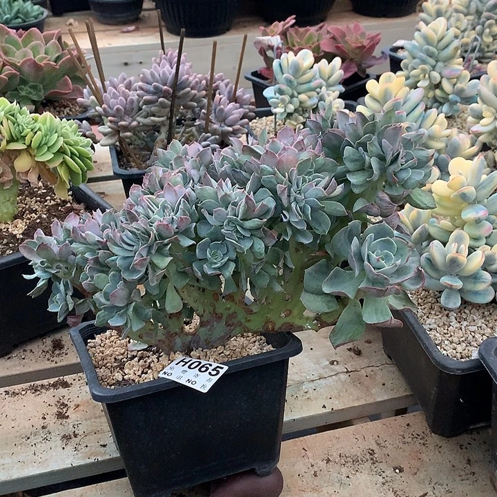 霞光缀化  非偏远38包邮节后发货请联系