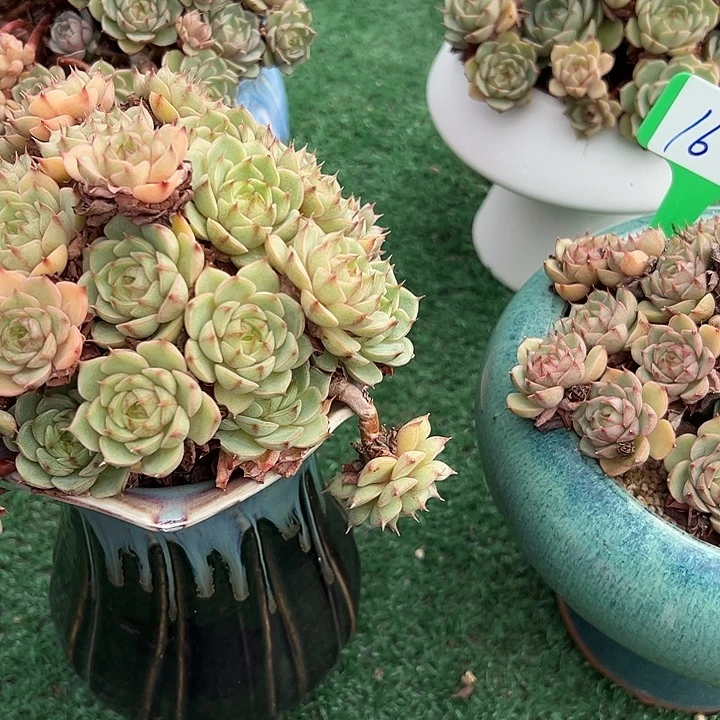 16笨吧一个脱土多肉