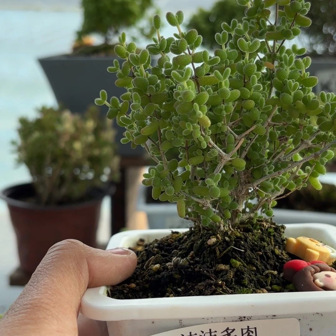 王***歌779大米粒枝干福利哦