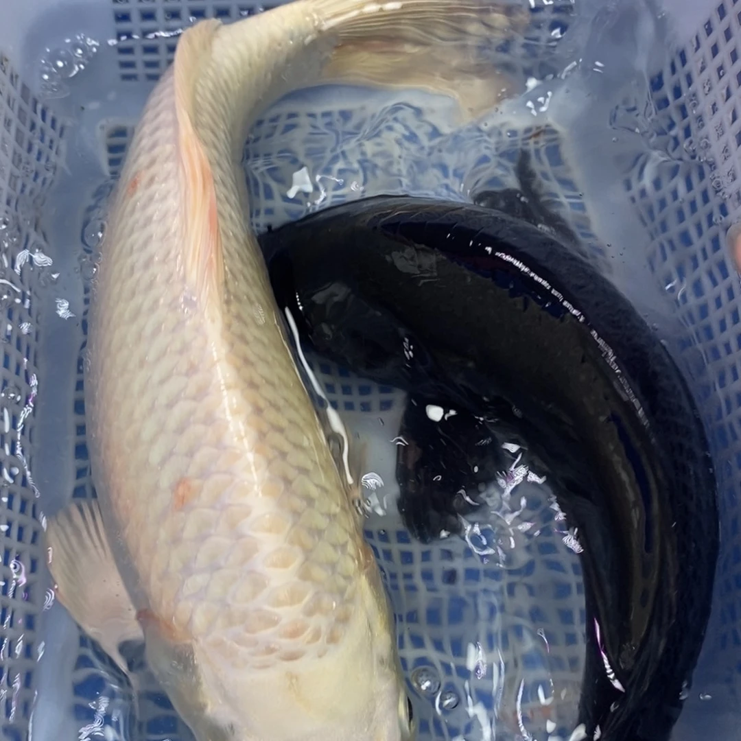 锦鲤冷水锦鲤包邮