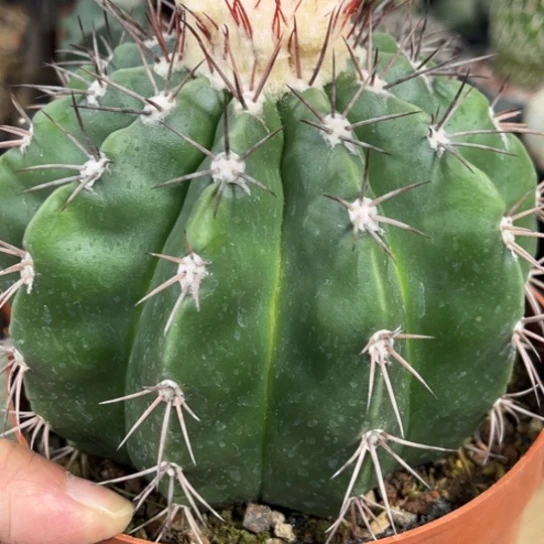 当前无花栽培后可以开花实生紫云