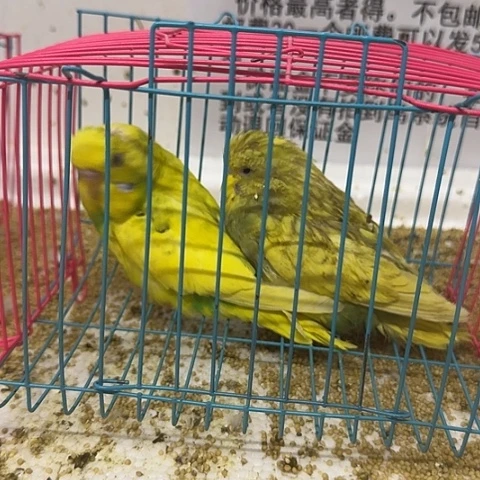 虎皮鹦鹉大头在线