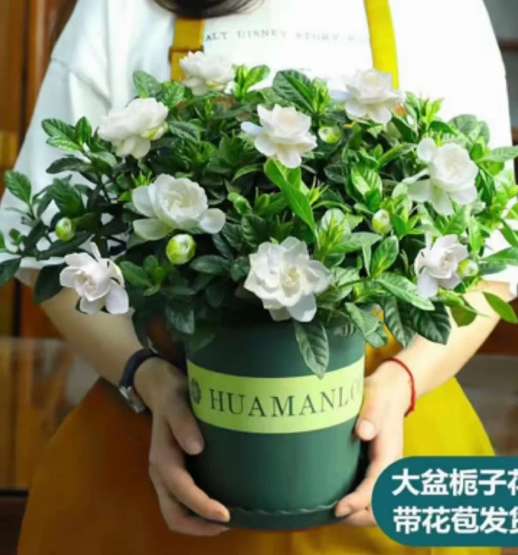 230大盆浓香栀子花盆栽带花苞室内客厅阳台花卉绿植观花植物