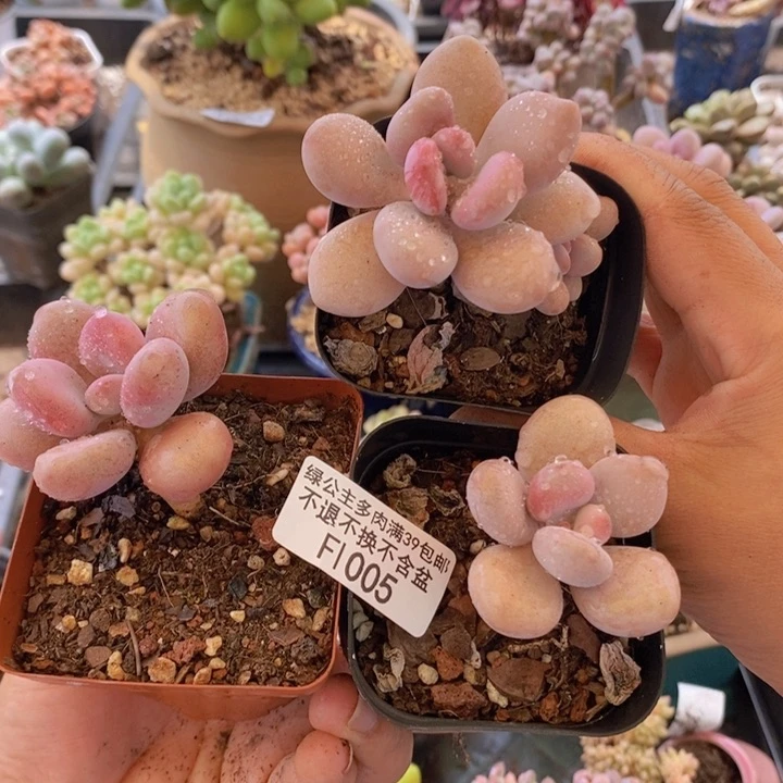 桃蛋3棵1005多肉植物