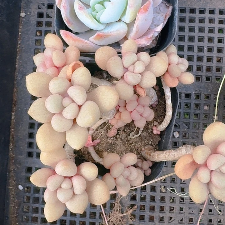 千**丝多肉植物一物一拍