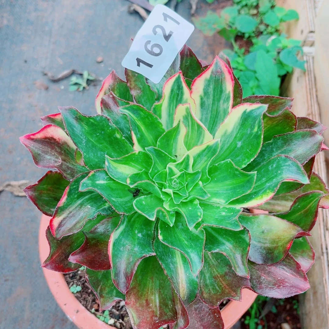 魅影七彩多肉发货