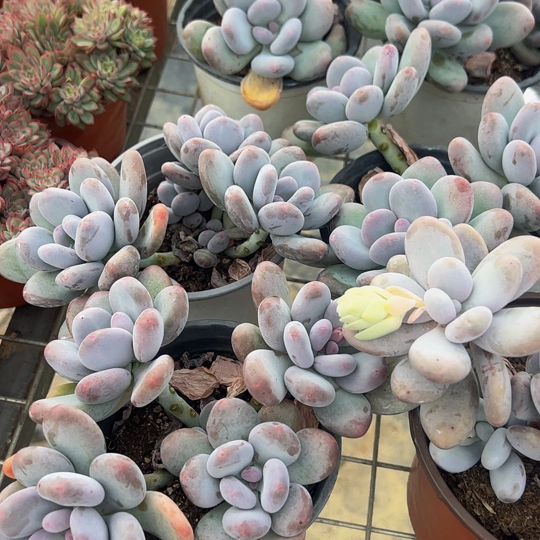 桃美人多头造型精品