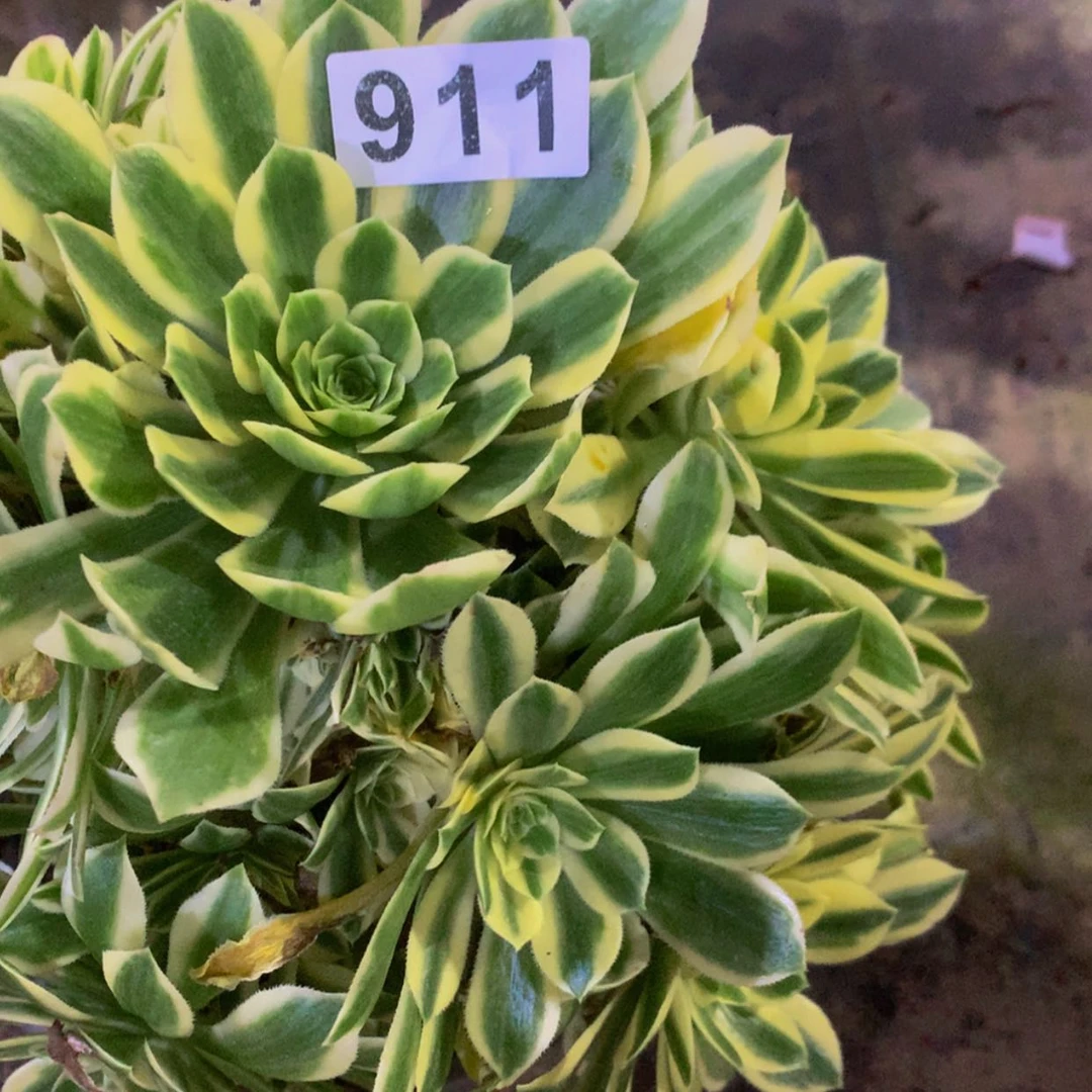 【闪购商品】911颜哦宁多肉